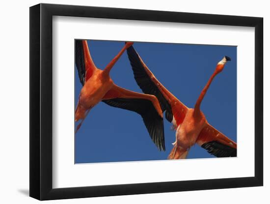 Caribbean flamingos flying, Yucatan Peninsula, Mexico-Claudio Contreras-Framed Photographic Print