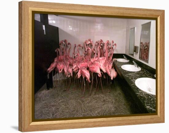 Caribbean Flamingos from Miami's Metrozoo Crowd into the Men's Bathroom-null-Framed Premier Image Canvas