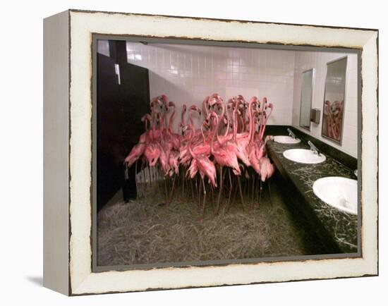 Caribbean Flamingos from Miami's Metrozoo Crowd into the Men's Bathroom-null-Framed Premier Image Canvas