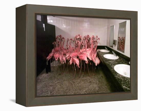 Caribbean Flamingos from Miami's Metrozoo Crowd into the Men's Bathroom-null-Framed Premier Image Canvas