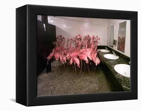 Caribbean Flamingos from Miami's Metrozoo Crowd into the Men's Bathroom-null-Framed Premier Image Canvas