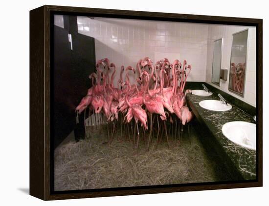 Caribbean Flamingos from Miami's Metrozoo Crowd into the Men's Bathroom-null-Framed Premier Image Canvas