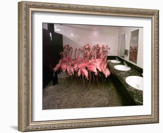 Caribbean Flamingos from Miami's Metrozoo Crowd into the Men's Bathroom-null-Framed Premium Photographic Print