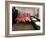 Caribbean Flamingos from Miami's Metrozoo Crowd into the Men's Bathroom-null-Framed Premium Photographic Print