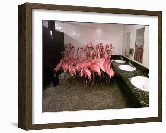 Caribbean Flamingos from Miami's Metrozoo Crowd into the Men's Bathroom-null-Framed Premium Photographic Print