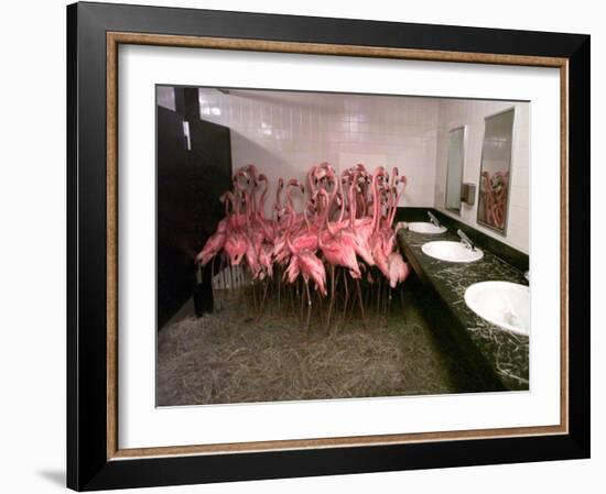 Caribbean Flamingos from Miami's Metrozoo Crowd into the Men's Bathroom-null-Framed Premium Photographic Print