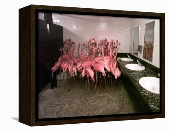 Caribbean Flamingos from Miami's Metrozoo Crowd into the Men's Bathroom-null-Framed Premier Image Canvas