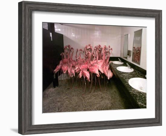 Caribbean Flamingos from Miami's Metrozoo Crowd into the Men's Bathroom-null-Framed Photographic Print