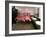 Caribbean Flamingos from Miami's Metrozoo Crowd into the Men's Bathroom-null-Framed Photographic Print