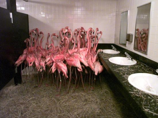 Caribbean Flamingos from Miami's Metrozoo Crowd into the Men's Bathroom ...