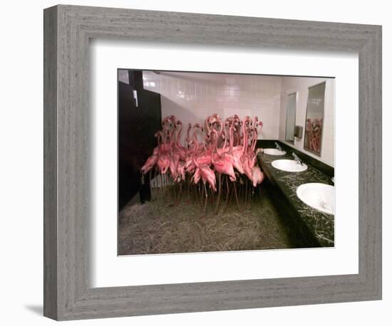 Caribbean Flamingos from Miami's Metrozoo Crowd into the Men's Bathroom--Framed Photographic Print