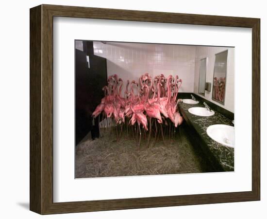 Caribbean Flamingos from Miami's Metrozoo Crowd into the Men's Bathroom--Framed Photographic Print