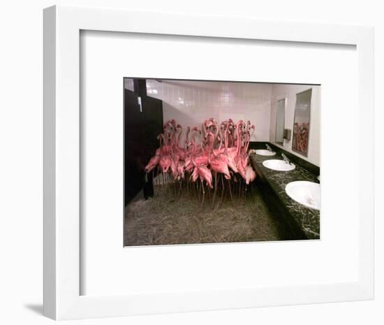 Caribbean Flamingos from Miami's Metrozoo Crowd into the Men's Bathroom-null-Framed Photographic Print