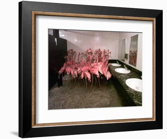 Caribbean Flamingos from Miami's Metrozoo Crowd into the Men's Bathroom-null-Framed Photographic Print