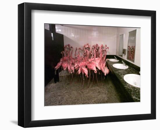 Caribbean Flamingos from Miami's Metrozoo Crowd into the Men's Bathroom--Framed Photographic Print
