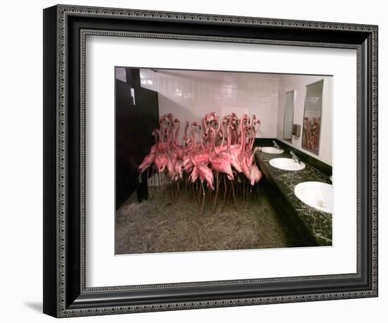 Caribbean Flamingos from Miami's Metrozoo Crowd into the Men's Bathroom-null-Framed Photographic Print