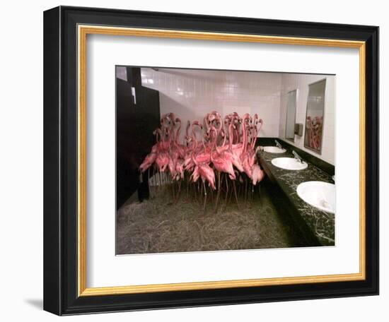 Caribbean Flamingos from Miami's Metrozoo Crowd into the Men's Bathroom-null-Framed Photographic Print