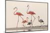 Caribbean flamingos walking, Yucatan Peninsula, Mexico-Claudio Contreras-Mounted Photographic Print