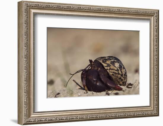 Caribbean Hermit Crab On, Half Moon Caye, Lighthouse Reef, Atoll, Belize-Pete Oxford-Framed Photographic Print