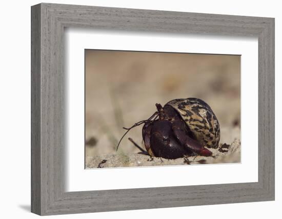 Caribbean Hermit Crab On, Half Moon Caye, Lighthouse Reef, Atoll, Belize-Pete Oxford-Framed Photographic Print