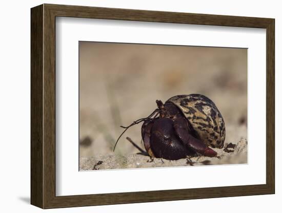 Caribbean Hermit Crab On, Half Moon Caye, Lighthouse Reef, Atoll, Belize-Pete Oxford-Framed Photographic Print