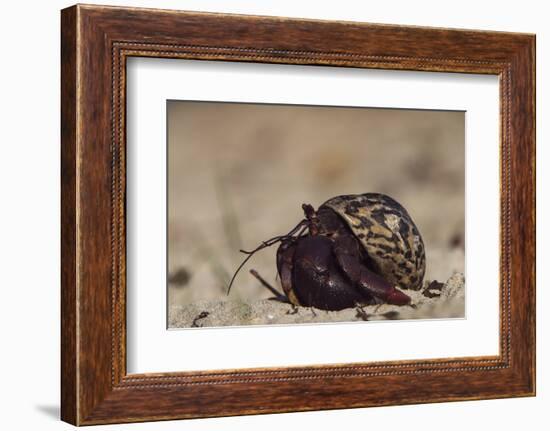 Caribbean Hermit Crab On, Half Moon Caye, Lighthouse Reef, Atoll, Belize-Pete Oxford-Framed Photographic Print