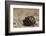 Caribbean Hermit Crab On, Half Moon Caye, Lighthouse Reef, Atoll, Belize-Pete Oxford-Framed Photographic Print