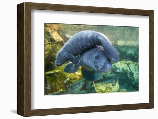 Caribbean manatee or West Indian manatee mother with baby, captive, Beauval Zoo, France-Eric Baccega-Framed Photographic Print