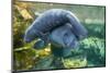 Caribbean manatee or West Indian manatee mother with baby, captive, Beauval Zoo, France-Eric Baccega-Mounted Photographic Print