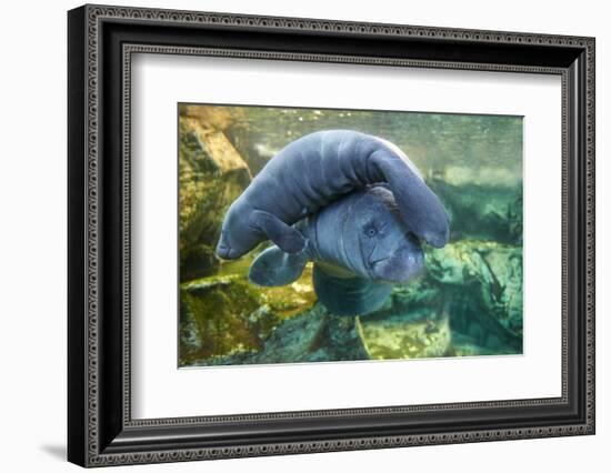 Caribbean manatee or West Indian manatee mother with baby, captive, Beauval Zoo, France-Eric Baccega-Framed Photographic Print