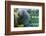 Caribbean manatee or West Indian manatee mother with baby, captive, Beauval Zoo, France-Eric Baccega-Framed Photographic Print