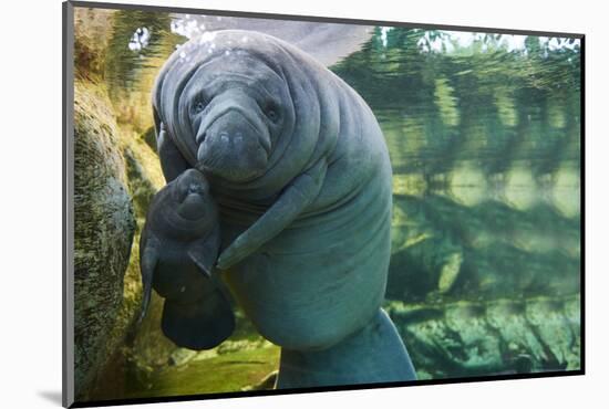 Caribbean manatee or West Indian manatee mother with baby, captive, Beauval Zoo, France-Eric Baccega-Mounted Photographic Print