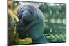 Caribbean manatee or West Indian manatee mother with baby, captive, Beauval Zoo, France-Eric Baccega-Mounted Photographic Print