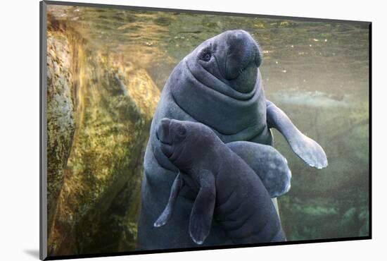 Caribbean manatee or West Indian manatee mother with baby, captive, Beauval Zoo, France-Eric Baccega-Mounted Photographic Print