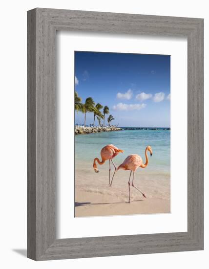 Caribbean, Netherland Antilles, Aruba, Renaissance Island, Flamingo beach-Jane Sweeney-Framed Photographic Print