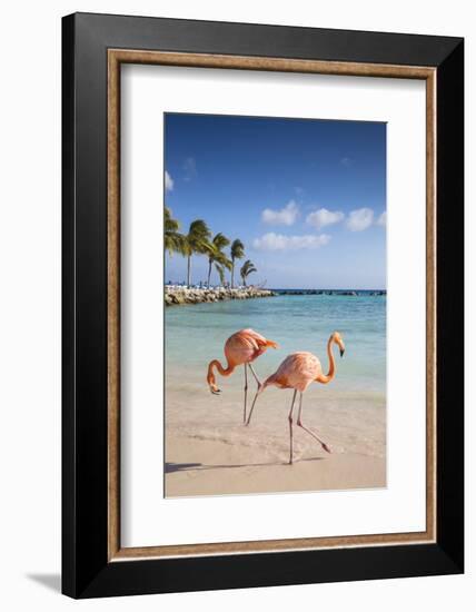 Caribbean, Netherland Antilles, Aruba, Renaissance Island, Flamingo beach-Jane Sweeney-Framed Photographic Print