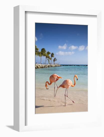 Caribbean, Netherland Antilles, Aruba, Renaissance Island, Flamingo beach-Jane Sweeney-Framed Photographic Print