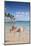 Caribbean, Netherland Antilles, Aruba, Renaissance Island, Flamingo beach-Jane Sweeney-Mounted Photographic Print