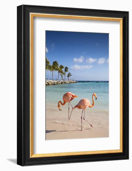 Caribbean, Netherland Antilles, Aruba, Renaissance Island, Flamingo beach-Jane Sweeney-Framed Photographic Print