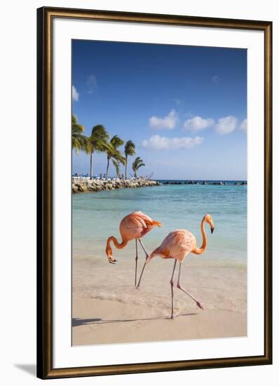 Caribbean, Netherland Antilles, Aruba, Renaissance Island, Flamingo beach-Jane Sweeney-Framed Photographic Print