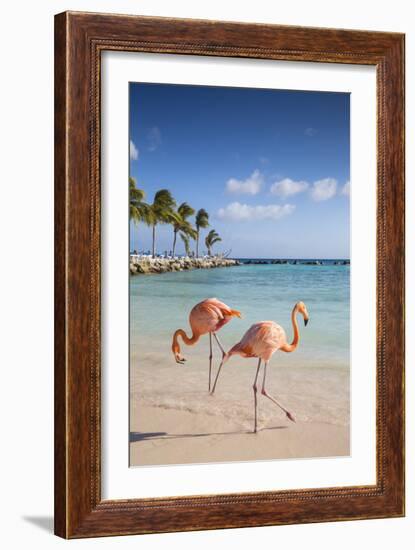 Caribbean, Netherland Antilles, Aruba, Renaissance Island, Flamingo beach-Jane Sweeney-Framed Photographic Print