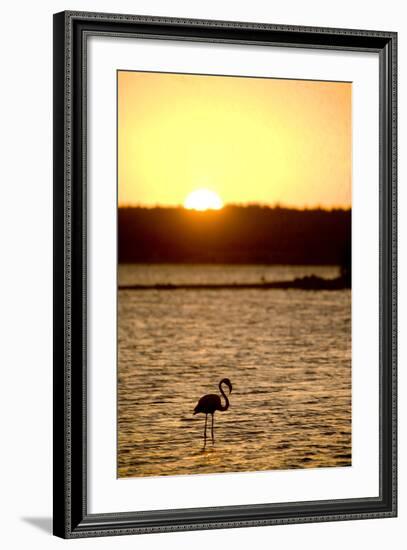 Caribbean, Netherlands Antilles. Flamingo in Gotomeer Lake at Sunset-Merrill Images-Framed Photographic Print