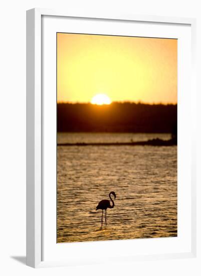 Caribbean, Netherlands Antilles. Flamingo in Gotomeer Lake at Sunset-Merrill Images-Framed Photographic Print