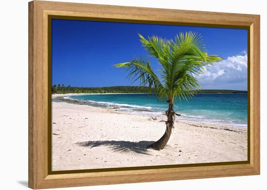 Caribbean, Puerto Rico, Vieques. Lone coconut palm on Red Beach.-Jaynes Gallery-Framed Premier Image Canvas