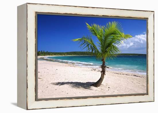 Caribbean, Puerto Rico, Vieques. Lone coconut palm on Red Beach.-Jaynes Gallery-Framed Premier Image Canvas