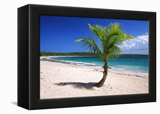 Caribbean, Puerto Rico, Vieques. Lone coconut palm on Red Beach.-Jaynes Gallery-Framed Premier Image Canvas