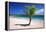 Caribbean, Puerto Rico, Vieques. Lone coconut palm on Red Beach.-Jaynes Gallery-Framed Premier Image Canvas