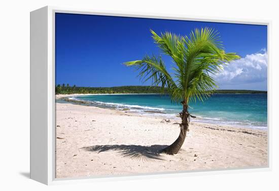 Caribbean, Puerto Rico, Vieques. Lone coconut palm on Red Beach.-Jaynes Gallery-Framed Premier Image Canvas