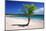 Caribbean, Puerto Rico, Vieques. Lone coconut palm on Red Beach.-Jaynes Gallery-Mounted Photographic Print