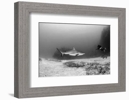 Caribbean Reef Shark, and Diver, Jardines De La Reina National Park-Pete Oxford-Framed Photographic Print